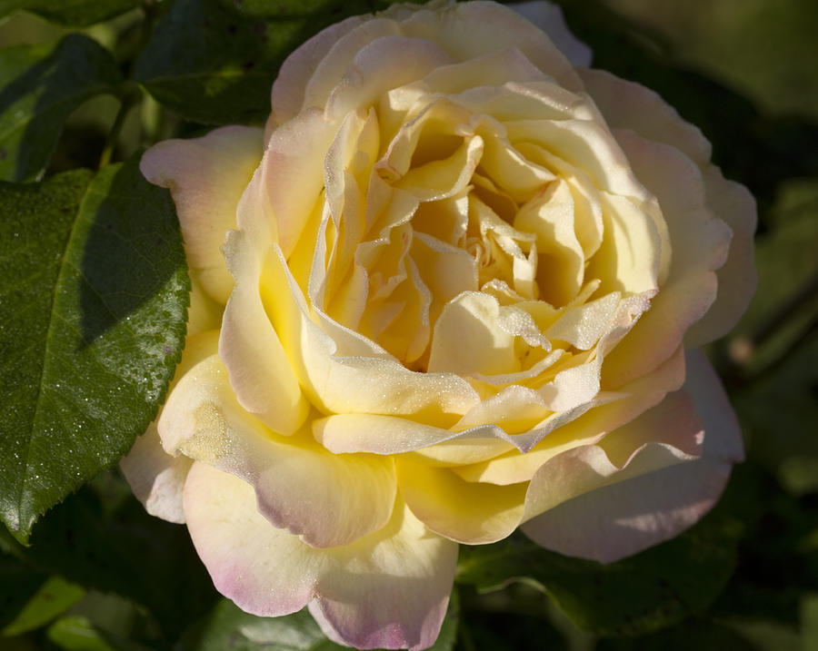 Sweet Yellow Rose with a Hint of Pink Photograph by Kathy Clark