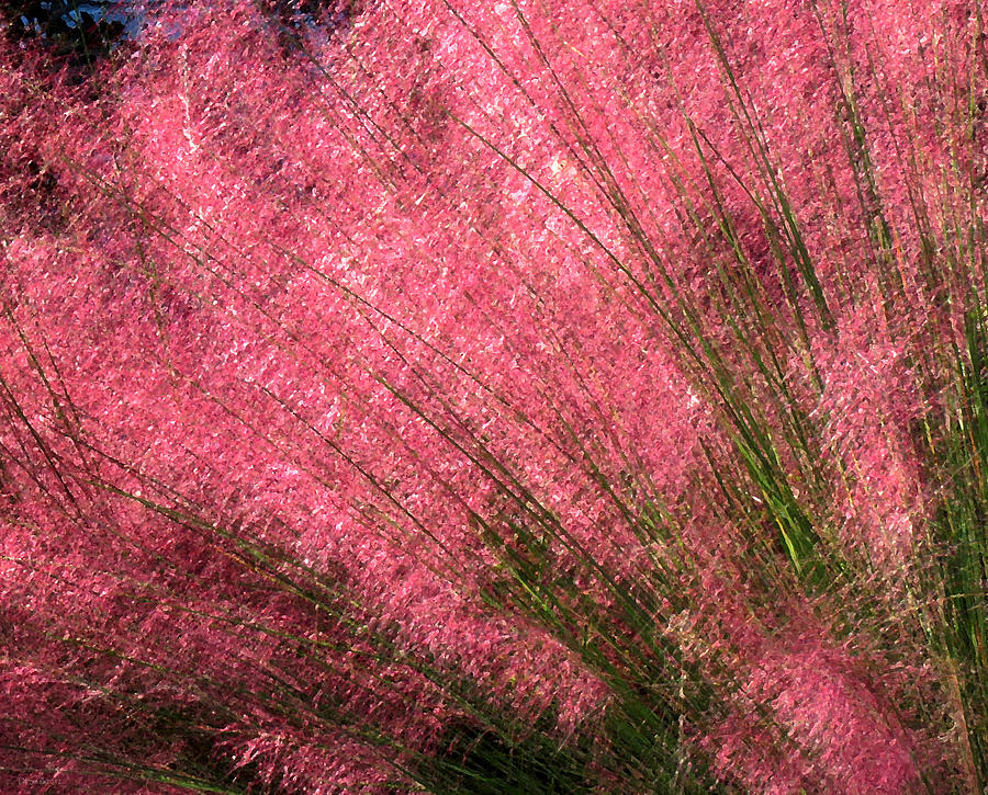 Sweetgrass Pink Photograph by Deborah Smith