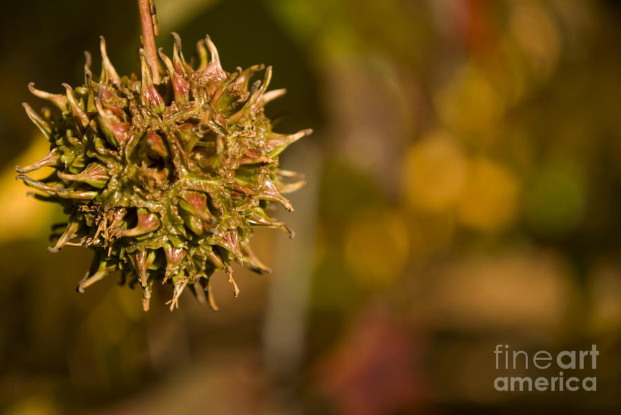Sweetgum Seed Pod Photograph by Heather Applegate