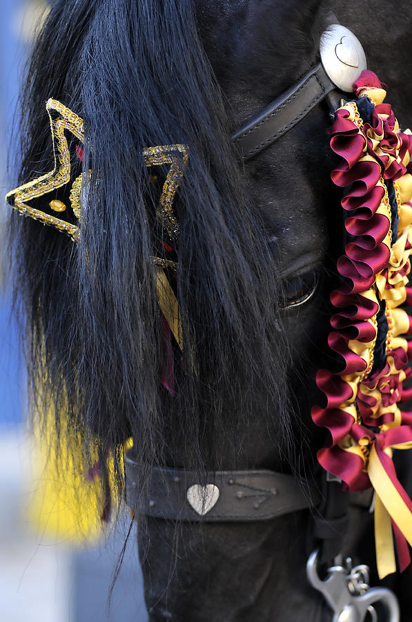 sweetheart - a Menorca race horse with traditional multicolor ribbons and mirror star Photograph by Pedro Cardona Llambias