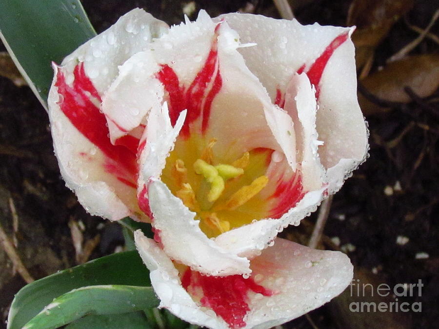 Flowers Still Life Photograph - Sweetheart Tulip by Sandra Presley