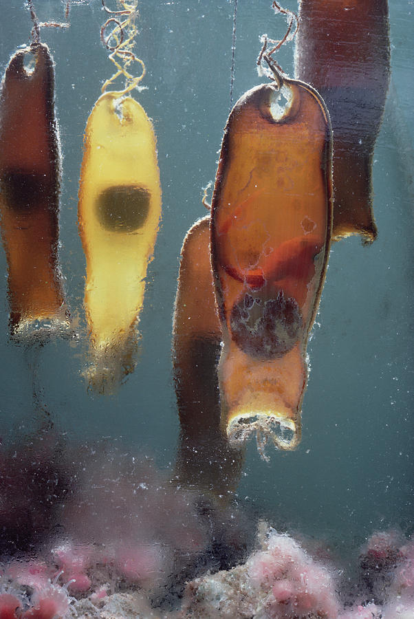 Swell Shark Egg Cases Aka Mermaids Photograph by Flip Nicklin