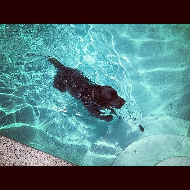 Dog Photograph - #swim #cooper #dogs #pool #notny by Bianca Q