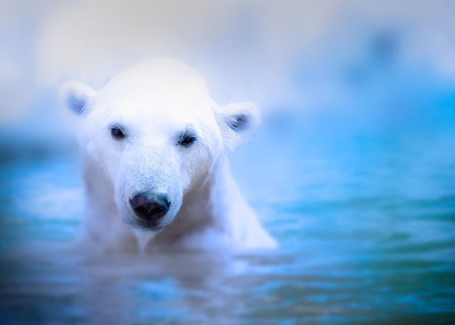 Swim Photograph By Robert Mirabelle Pixels