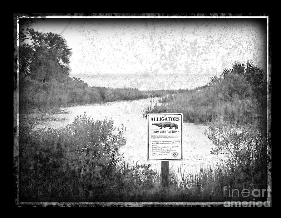 Swim With Caution Alligators Photograph by Jeanne  Woods