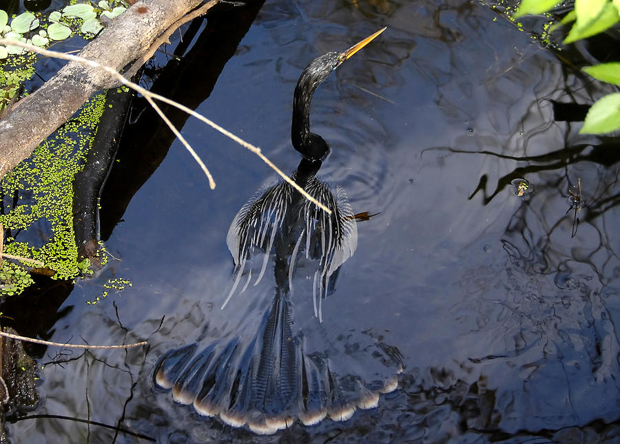 Anhinga Photograph - Swimming bird by David Lee Thompson