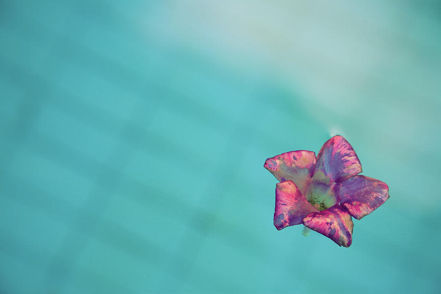 Swimming Flower Photograph