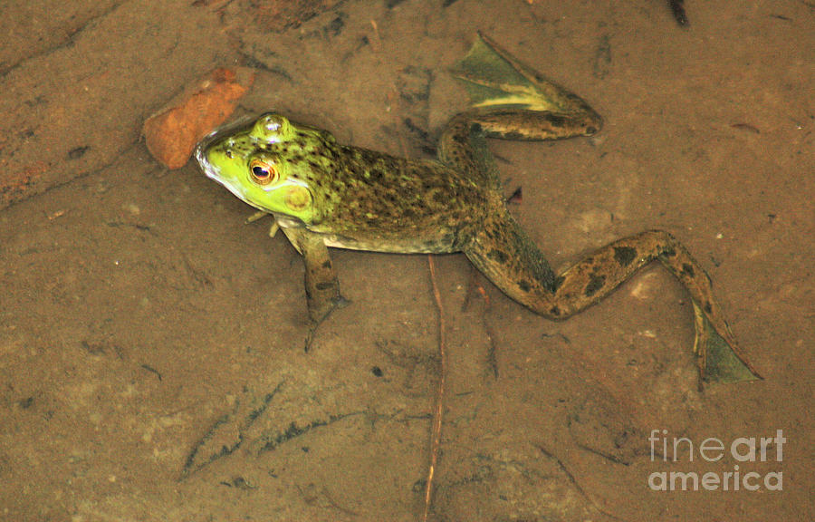 Swimming Frog Photograph by Nick Gustafson