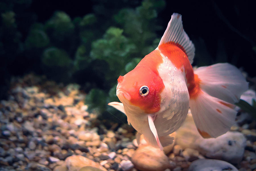 Swimming Goldfish Photograph by Jimmy LL Tsang