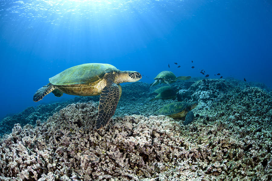 Swimming Green Sea Turtle Photograph by Dave Fleetham - Fine Art America