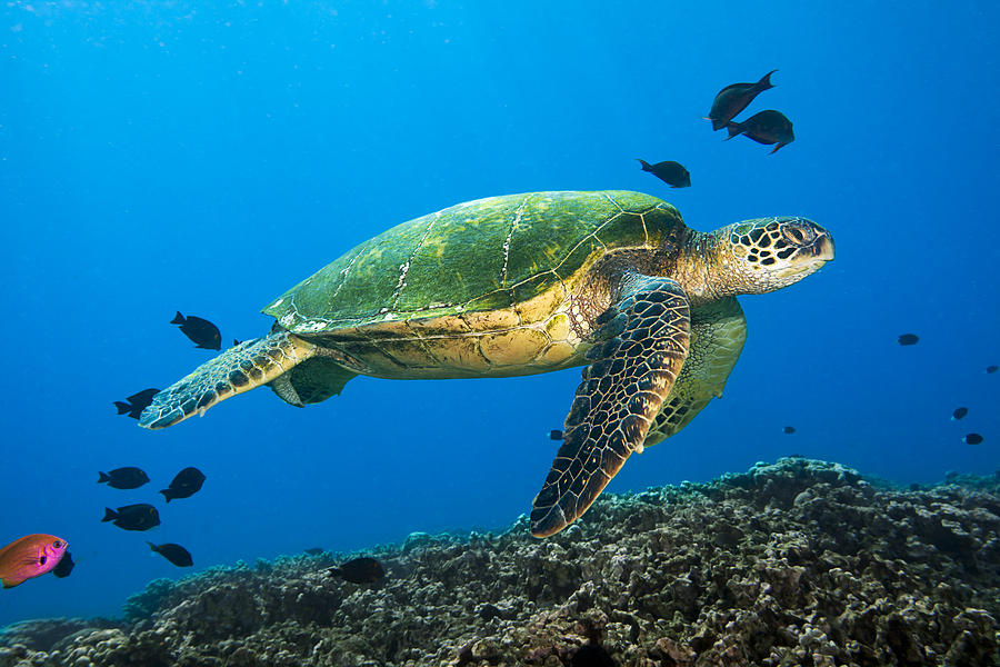 Swimming Green Sea Turtle II Photograph by Dave Fleetham