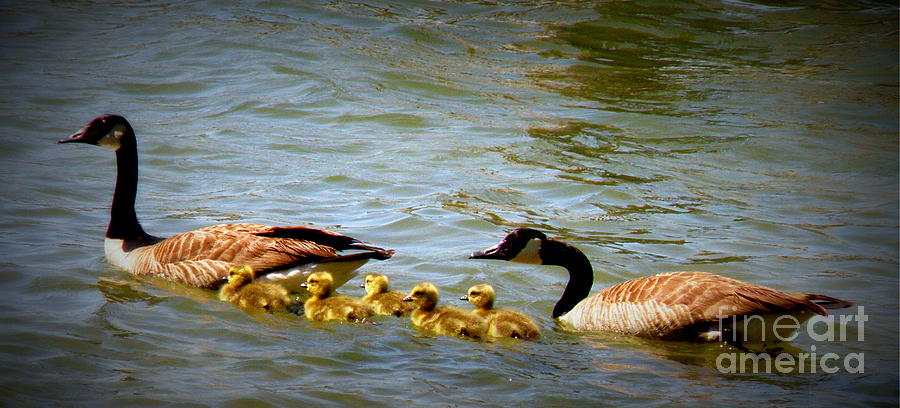Swimming Lessons Photograph by Lainie Wrightson