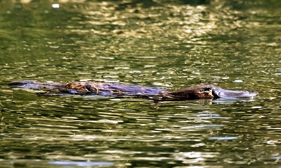 Swimming Platypus Photograph by Johan Larson - Fine Art America