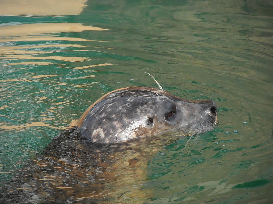 Grey Seal Photograph - Swimming Seal by Kimberly Perry