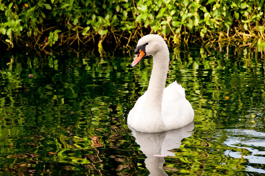 Swimming Swan Photograph by John Black