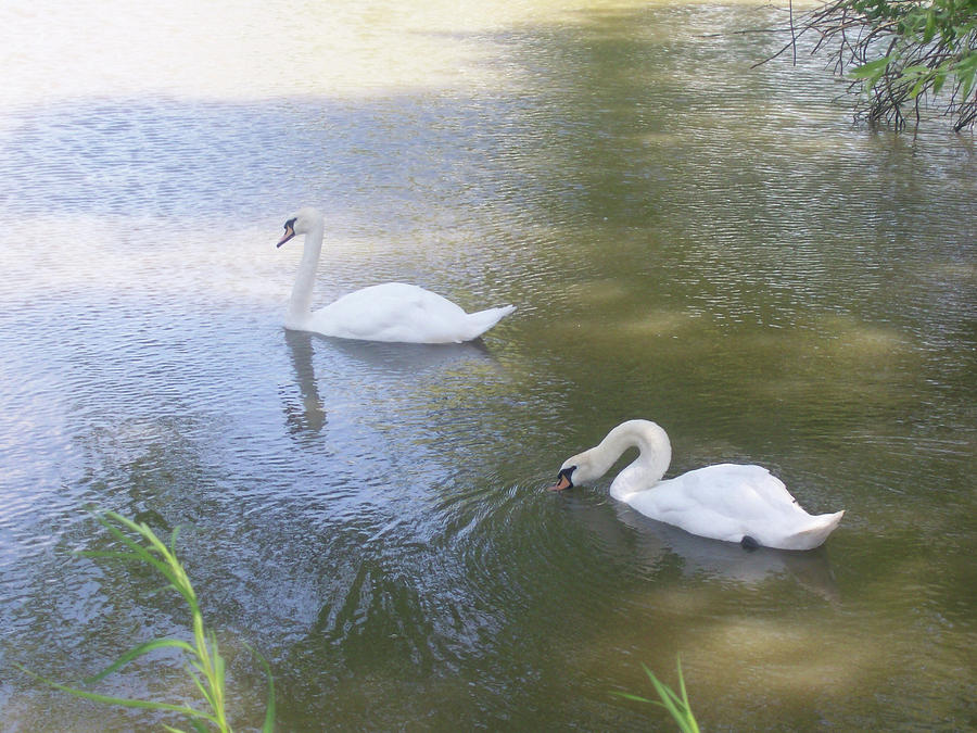 Swimming Swans Photograph by Corinne Elizabeth Cowherd
