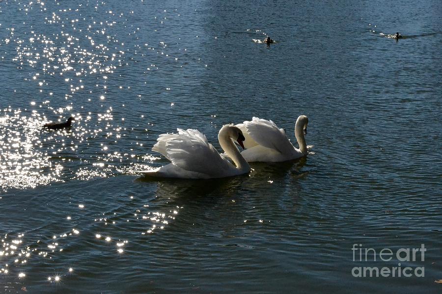 Swimming Swans Photograph by John Black