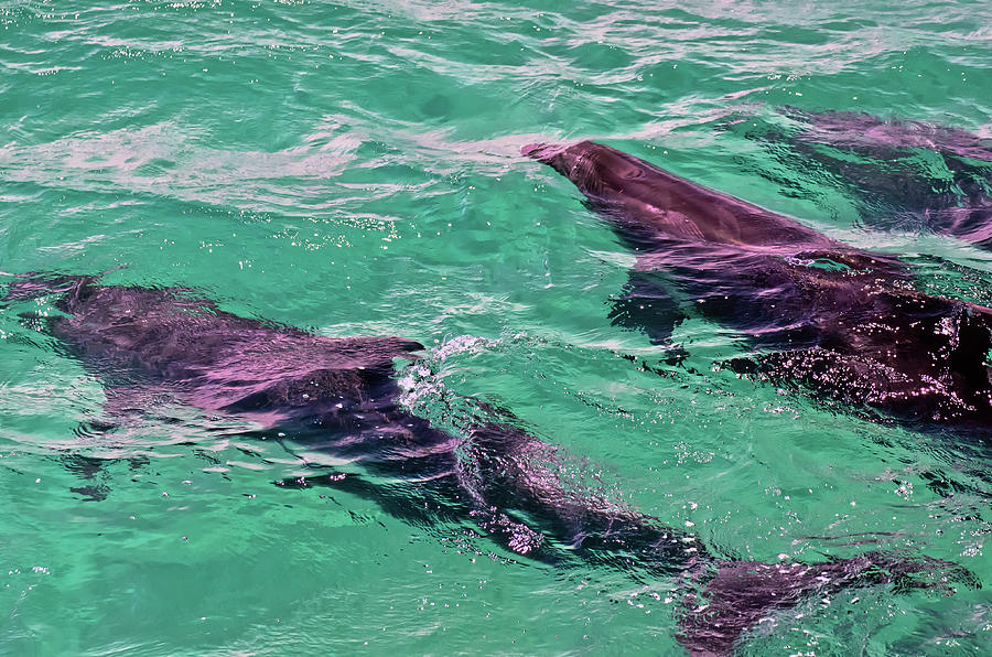 Swimming with Bottlenose Dolphins at the Bay of Islands Photograph by Harry Strharsky