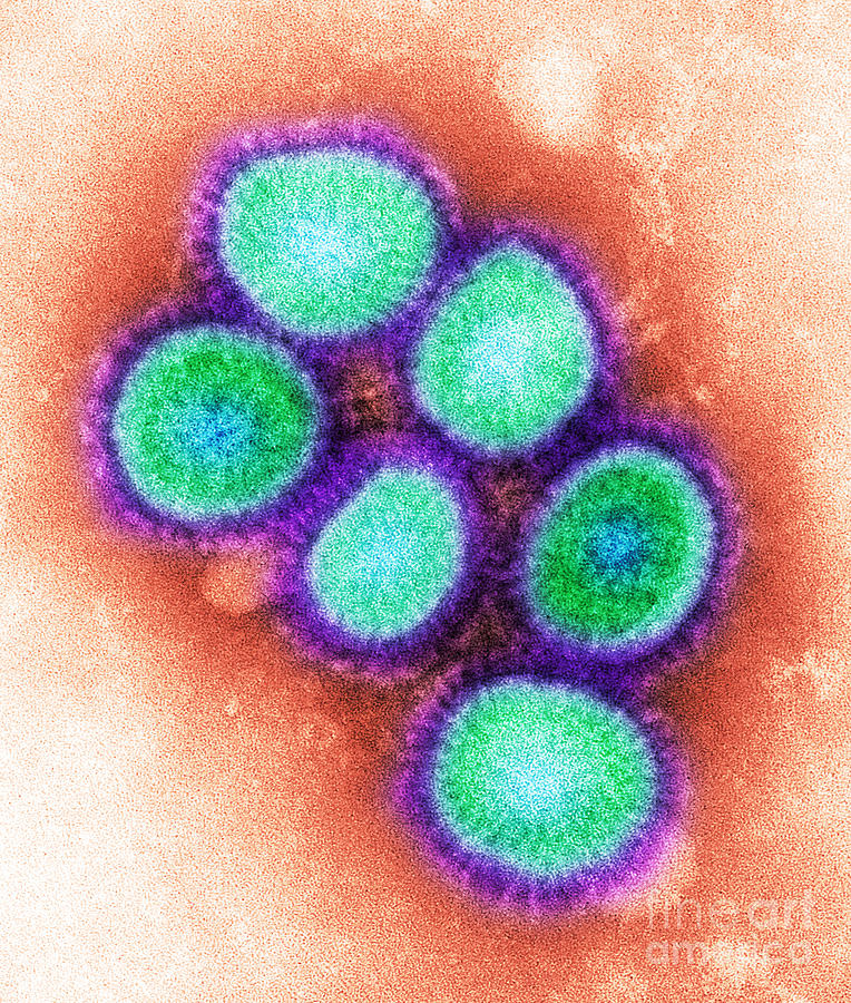 Swine Flu Virus, Tem Photograph by Science Source - Fine Art America