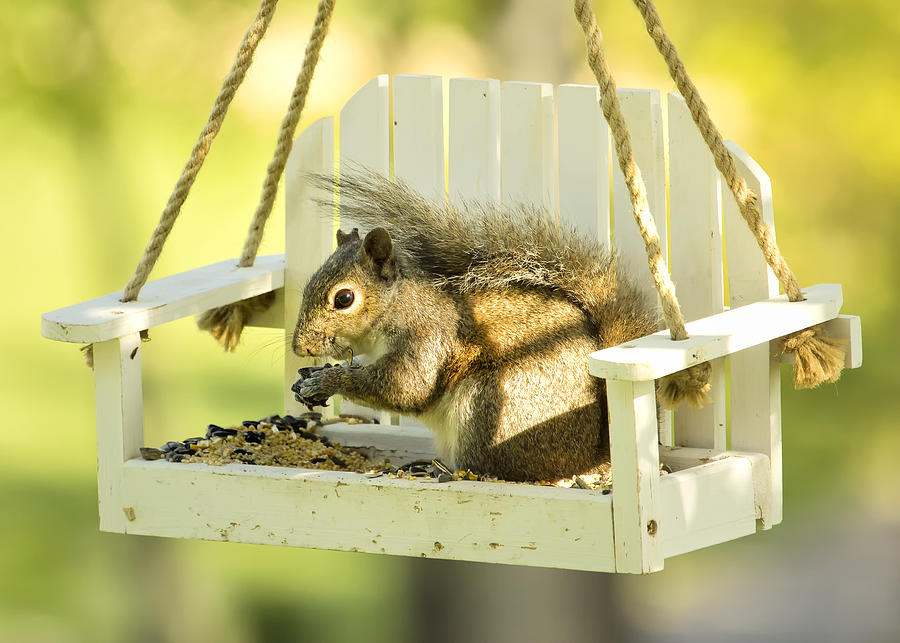 Swingin Squirrel Robber Photograph by Bill and Linda Tiepelman