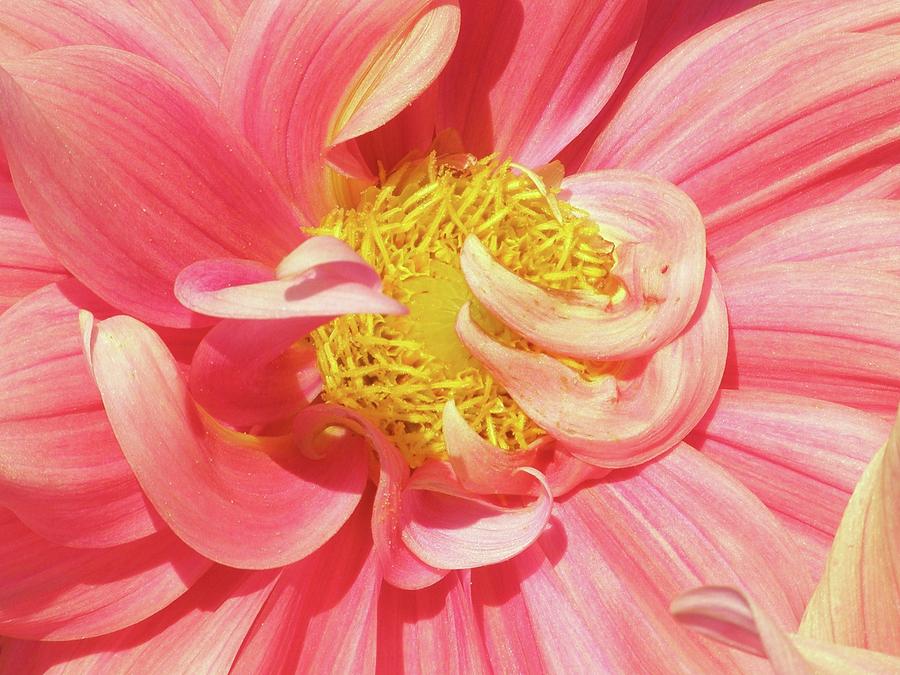 Swinging Dahlia Photograph by Cathy Sosnowski Fine Art America