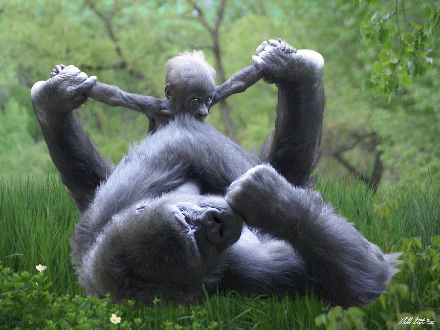 Gorilla Photograph - Swinging Jane by Bill Stephens