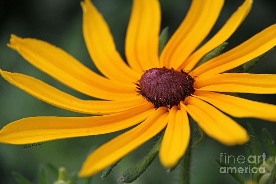 Swirl sunflower Photograph by Yumi Johnson