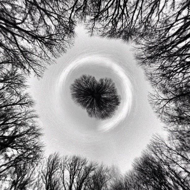 Tree Photograph - Swirl by Zachary C
