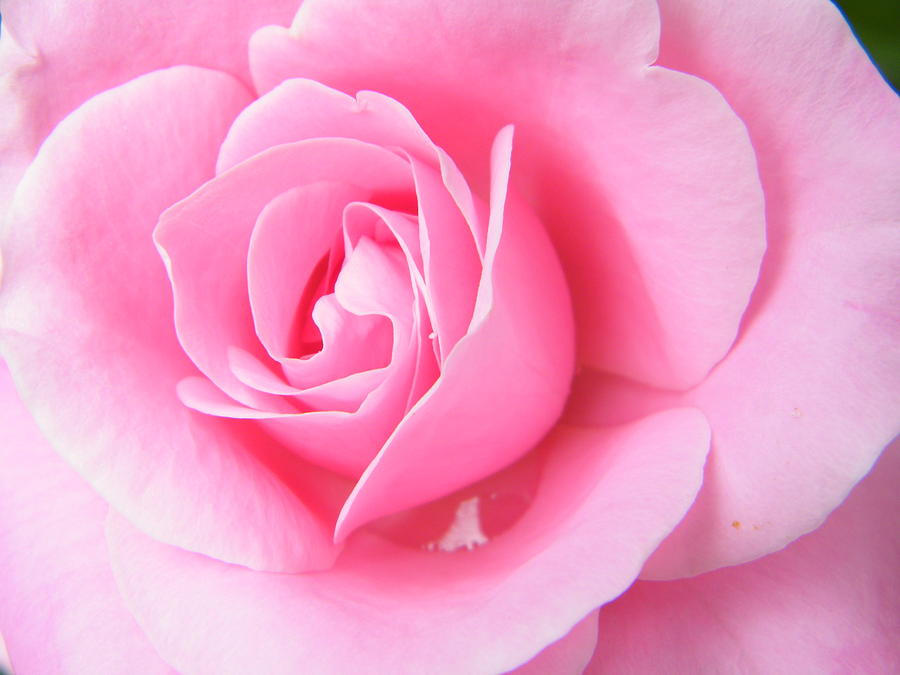 Swirling Inside a Pink Rose Photograph by Mary Sedivy | Fine Art America