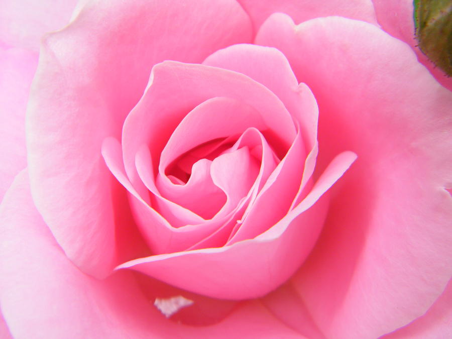 Swirling Petal Votex Inside a Pink Rose Photograph by Mary Sedivy ...