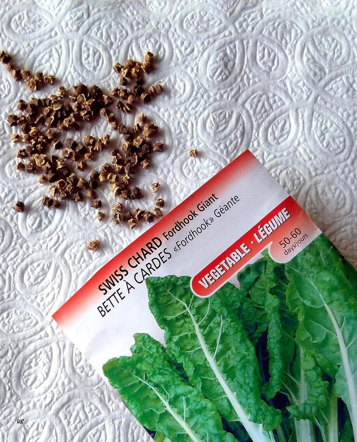 Swiss Chard Seeds Photograph by Will Borden