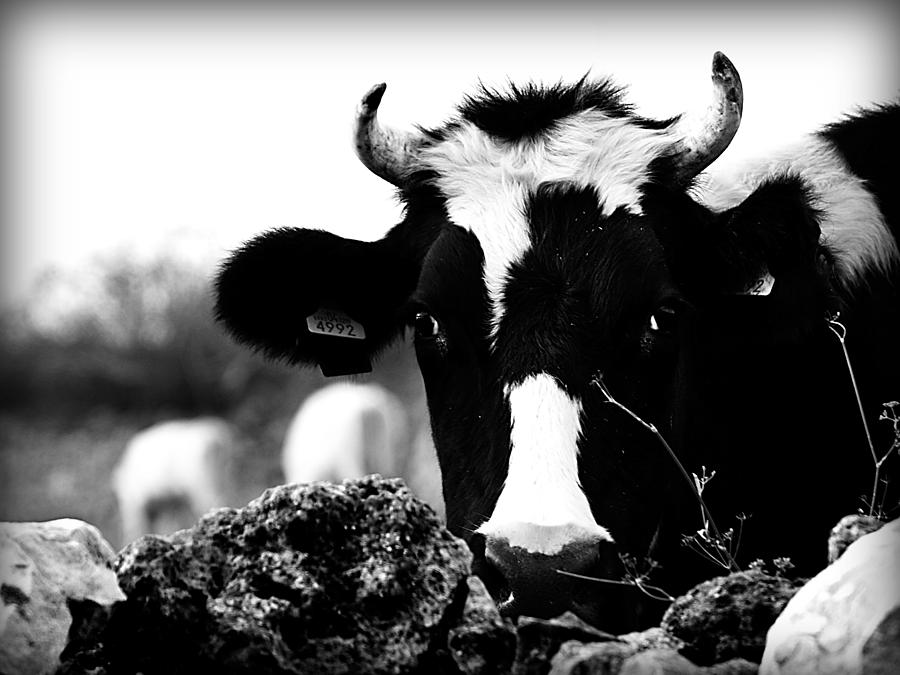 Swiss Made - A Black And White Cow What Else Photograph by Pedro Cardona Llambias