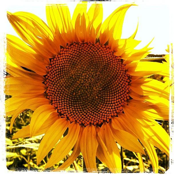 Sunflower Photograph - #switzerland #schweiz #swizzera #suisse by Kareem Nour