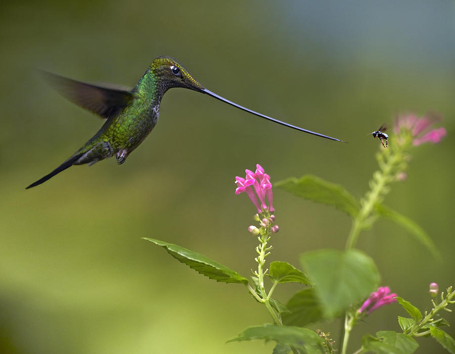 Animal Photograph - Sword Billed Hummingbird And Insect by Tim Fitzharris