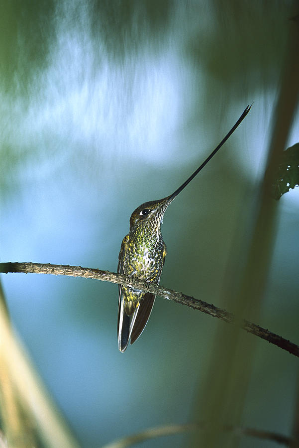 Sword-billed Hummingbird Ensifera Photograph by Tui De Roy