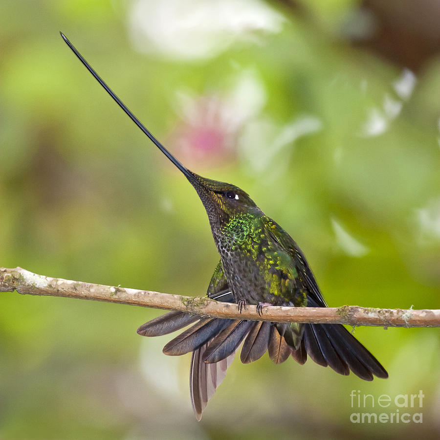 Sword-billed Hummingbird Photograph by Jean-Luc Baron