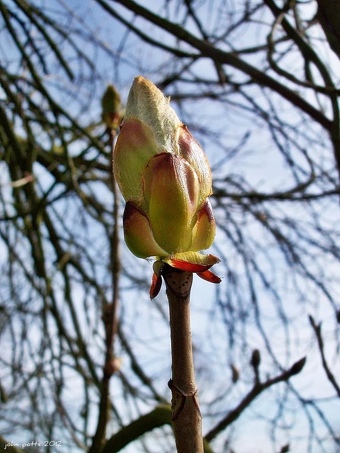 Sycamore Bud Photograph by John Potts - Fine Art America