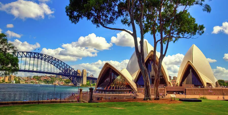 Sydney Opera House and Red Gum Tree Photograph by Harry Strharsky