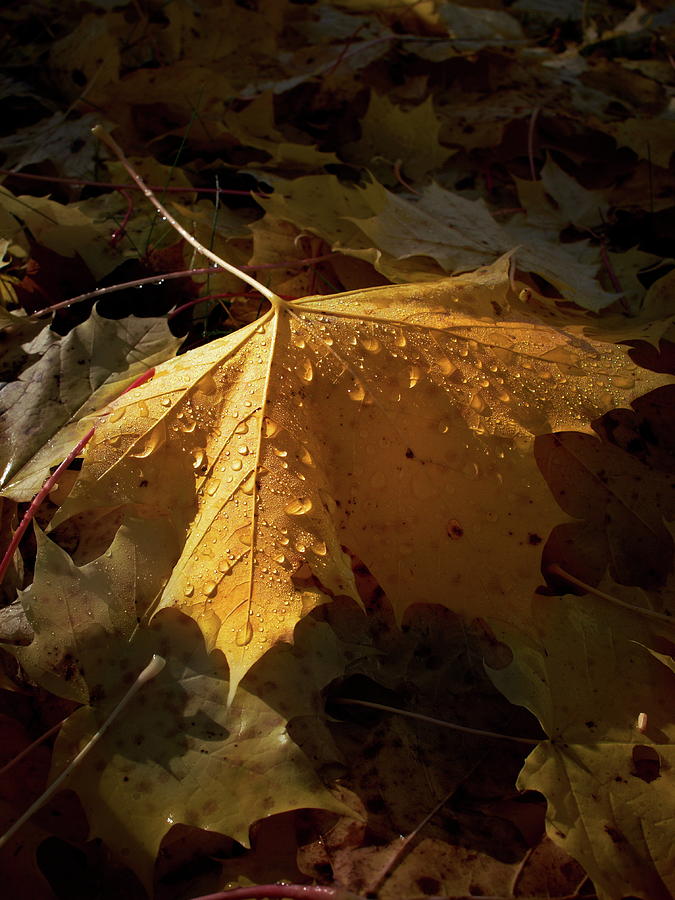 Syksyinen vaahtera - Maple in fall Photograph by Jouko Lehto