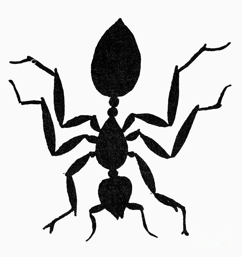 Symbol: Ant Photograph by Granger