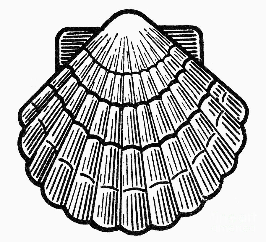 Symbol: Scallop Shell Photograph by Granger