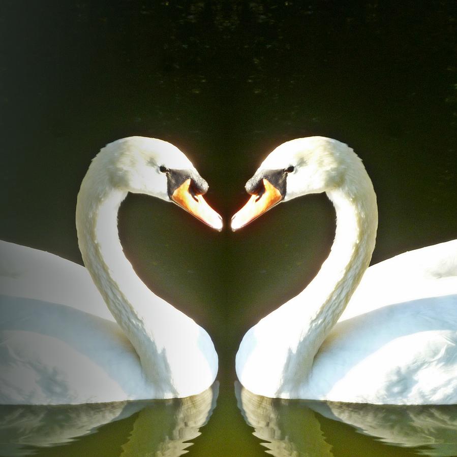 Swan Digital Art - Symmetric Love by Sharon Lisa Clarke
