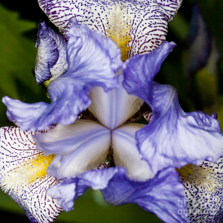 Symmetrical Iris Photograph by Darcy Michaelchuk