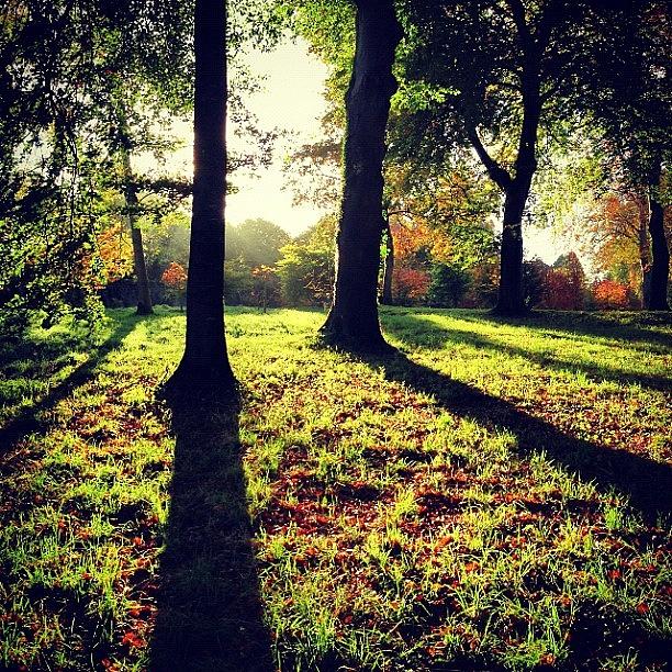 Fall Photograph - Symmetrical Shadows by Mark Hollywood