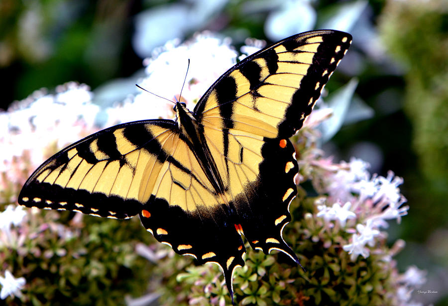 Symmetry of a Butterfly 001 Photograph by George Bostian | Fine Art America