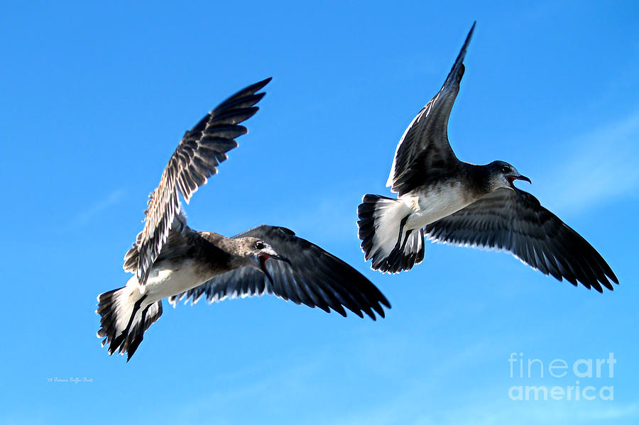Synchronized Flying Photograph by Patricia Griffin Brett