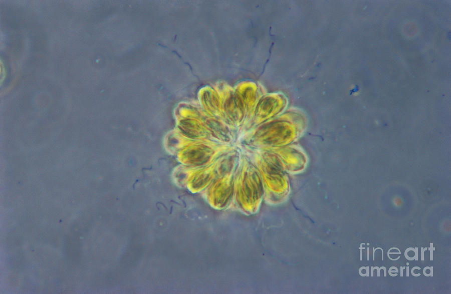 Synura Algae, Lm Photograph by M. I. Walker