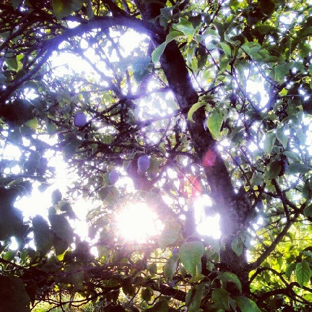 Summer Photograph - Szilvafánk #plum #tree #sun #summer by Peter Toth-Czere