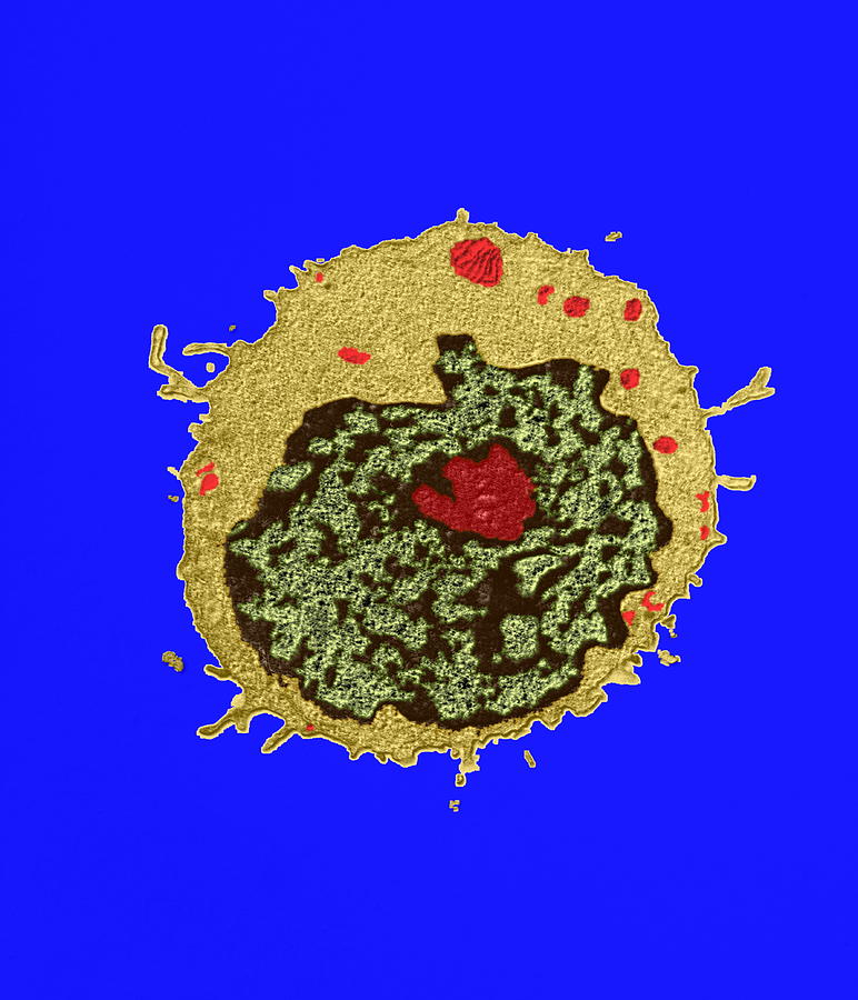 T Lymphocyte Tem Photograph By Dr Klaus Boller Fine Art America