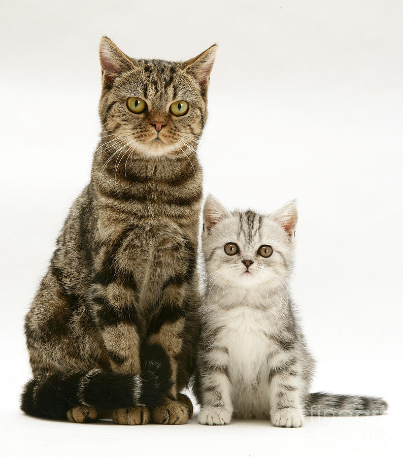 Tabby Cat And Kitten Photograph by Jane Burton